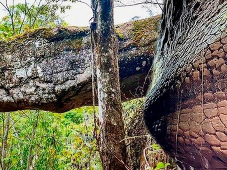 Naga Cave: A Incrível Ilusão de uma Serpente de Pedra com 100 Mil Anos