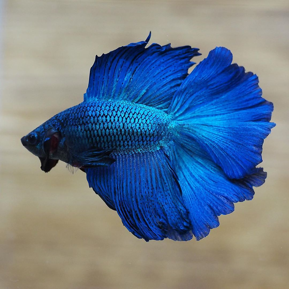 Peixe Betta