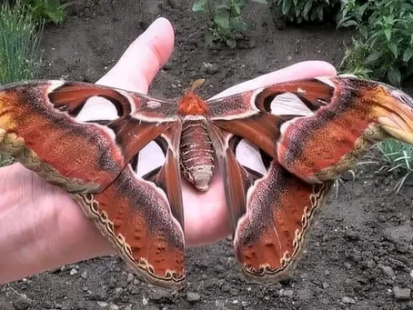 Attacus atlas: A Bela Mariposa Gigante