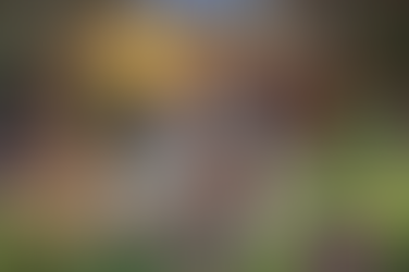 Desafio Visual: Quantos Tigres Você Consegue Encontrar?