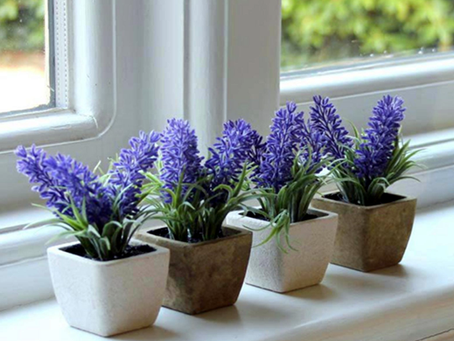 A Planta que Afasta Moscas e Perfuma sua Casa