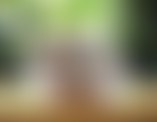 Animais Exóticos Que Podem Ser Criados em Casa: Opções Fascinantes para Quem Busca Algo Diferente