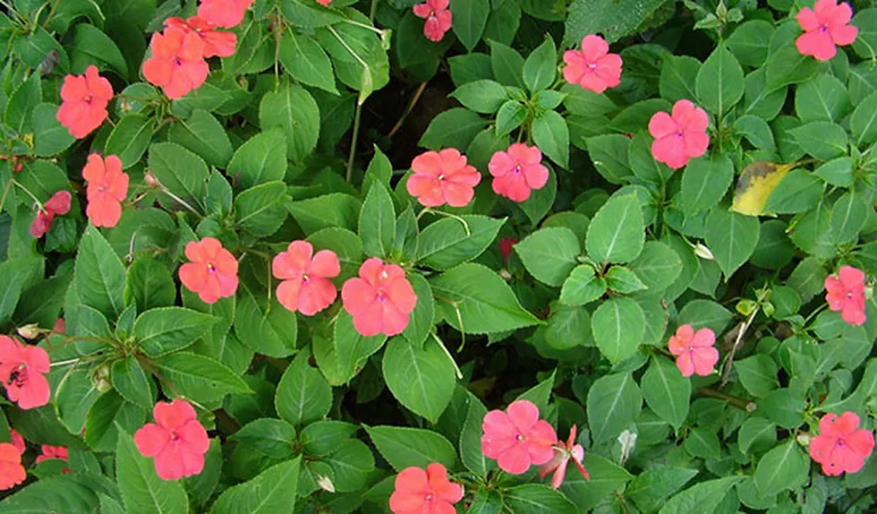 Foto: Giselda Person/TG