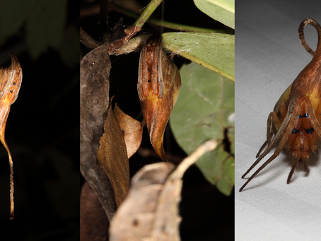 A Aranha que se Disfarça de Folha Seca: Uma Obra-Prima da Camuflagem Natural