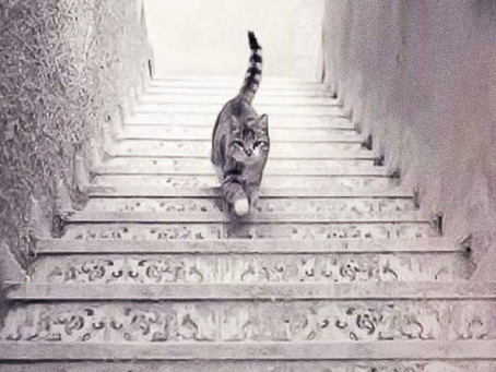 O gato está subindo ou descendo a escada?