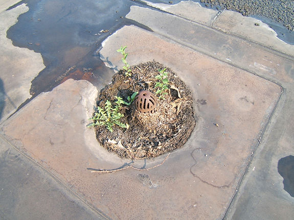 Damaged drain on commercial roof west michigan
