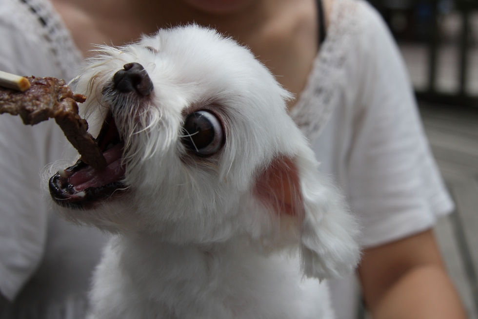 犬の飼い主と猫の飼い主の違い 肉~!!