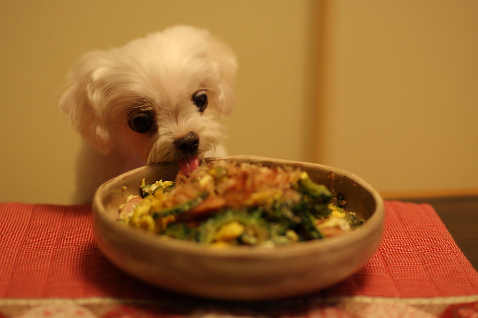 手作り食を食べているのは犬?猫? 犬! ゴーヤーチャンプルー