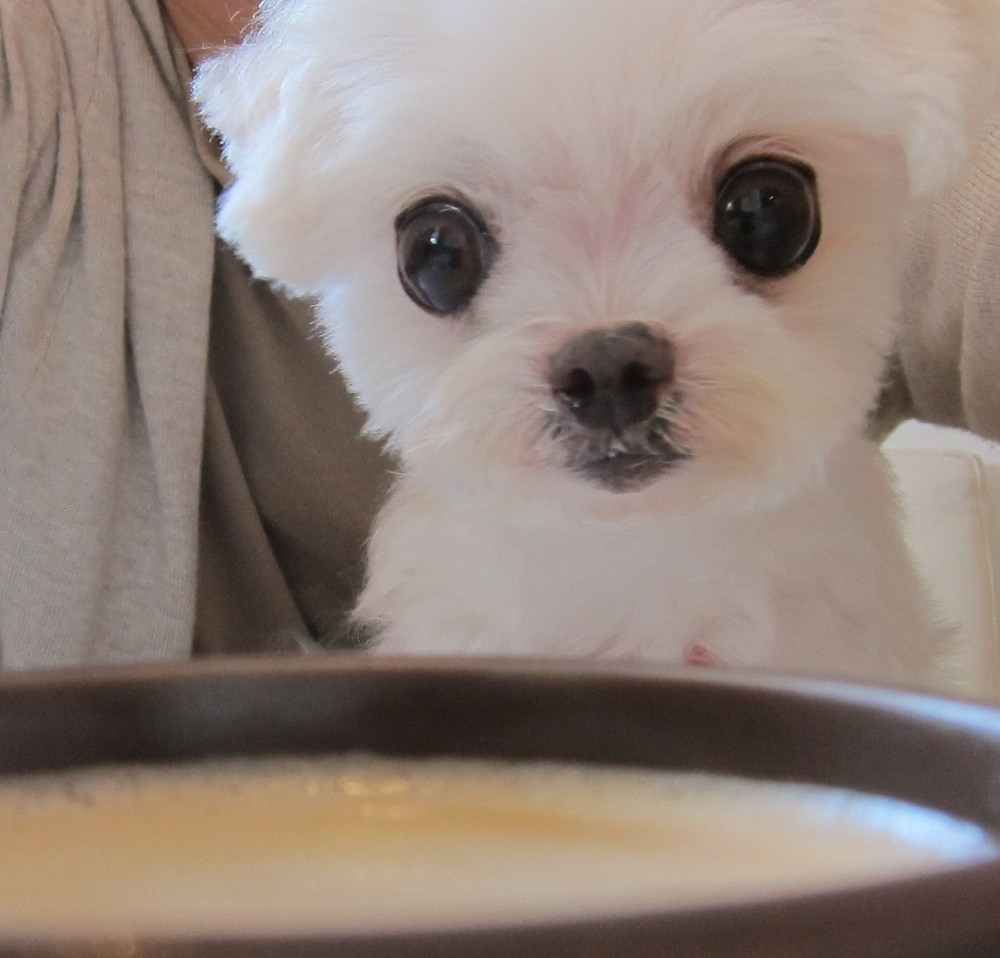 犬猫のオリゴ糖