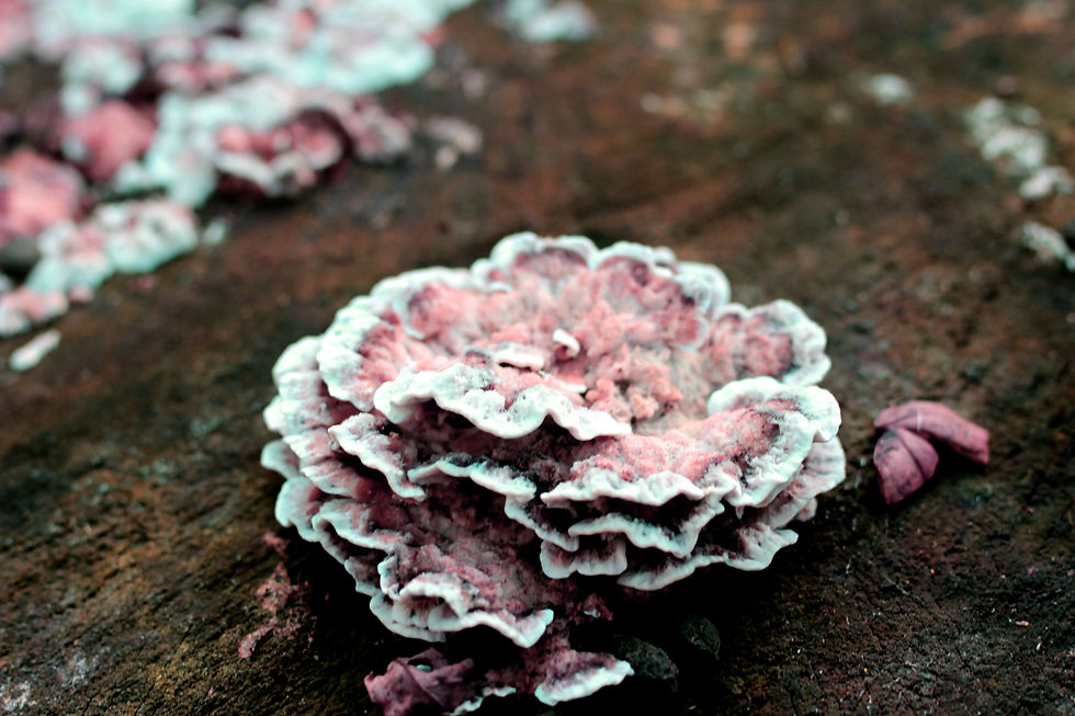 Yet more Fungi