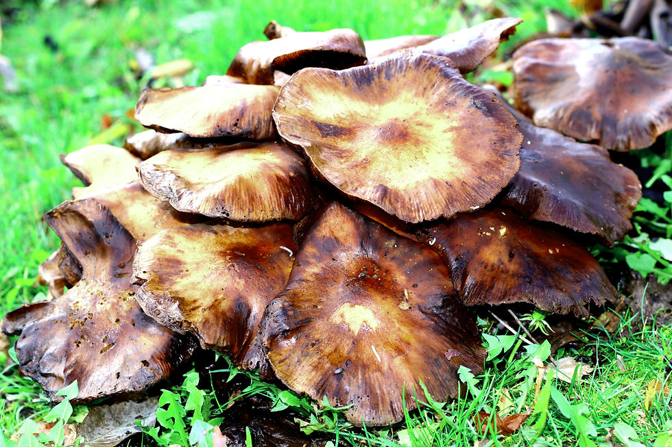 Fungus 2