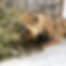 C50901CC-B9BD-45BE-93AC-0318AE73A8D3.jpeg