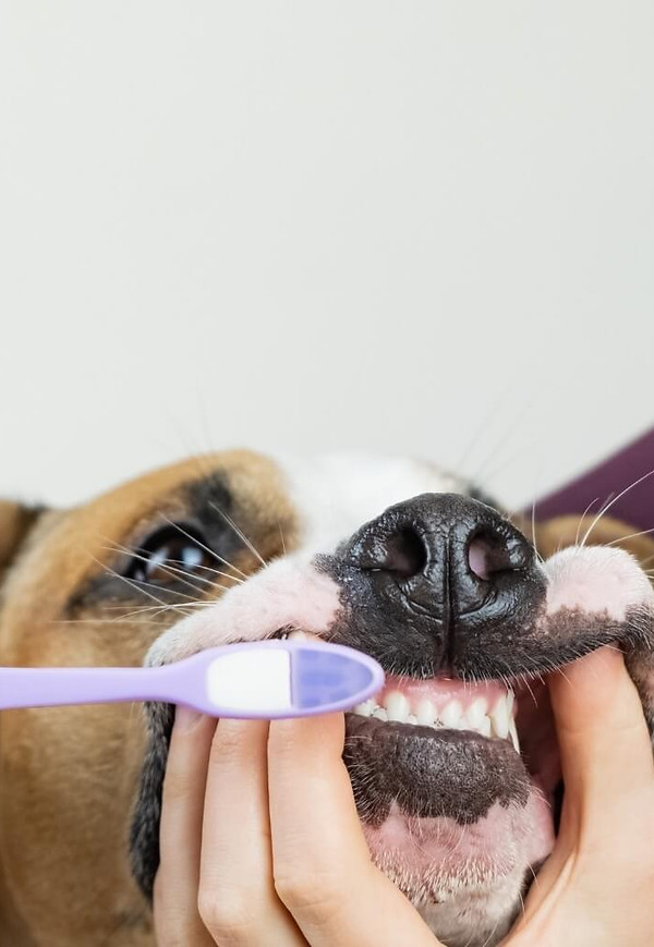 cuanto-cuesta-profilaxis-canina-1.jpg