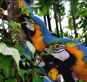 EG Parrots.png