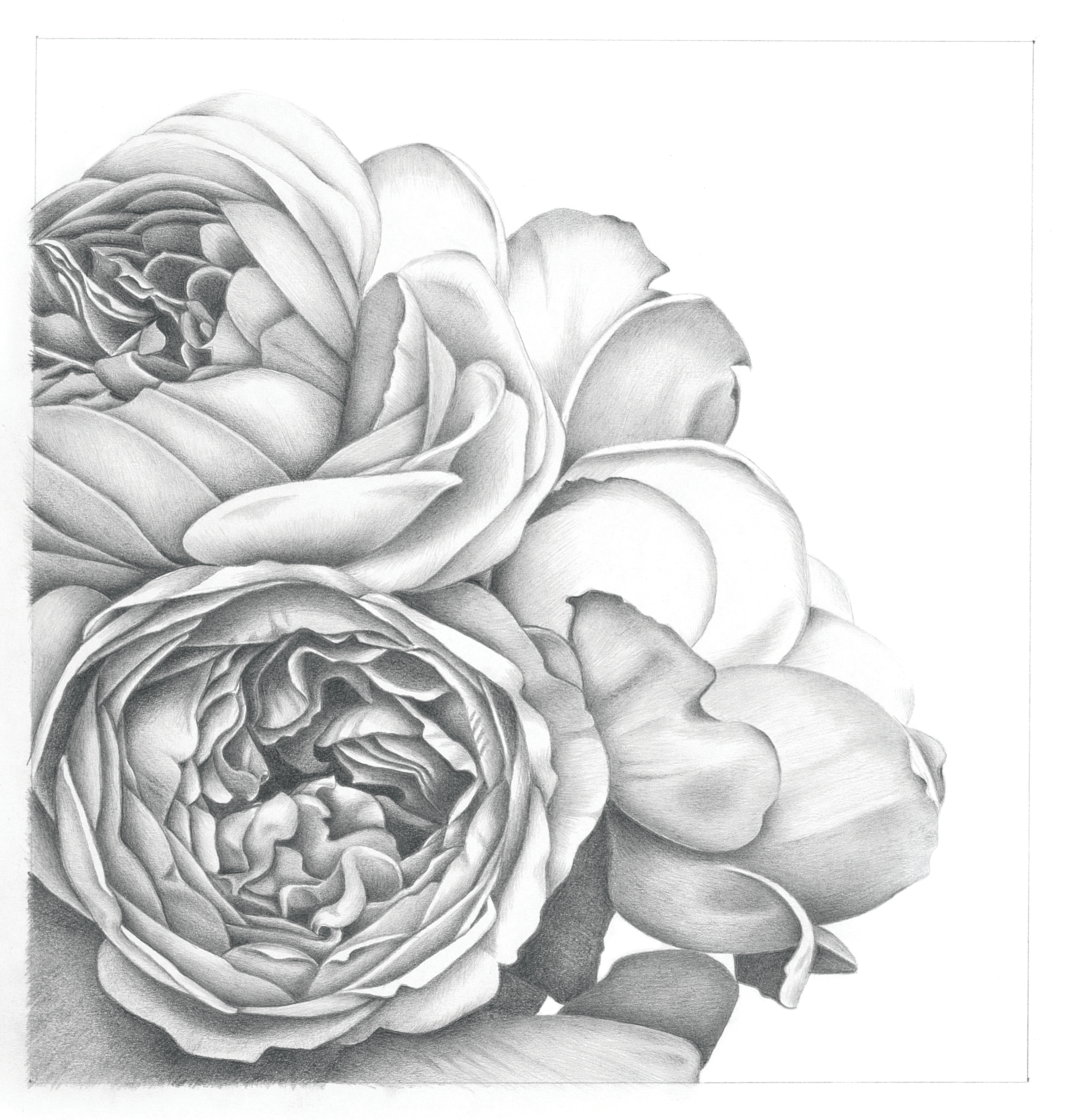 Brother Cathedral rose by Fiona Meadows