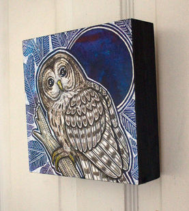 barred-owl-on-fir-tree-012.jpg