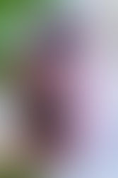 Licuado de mora azul