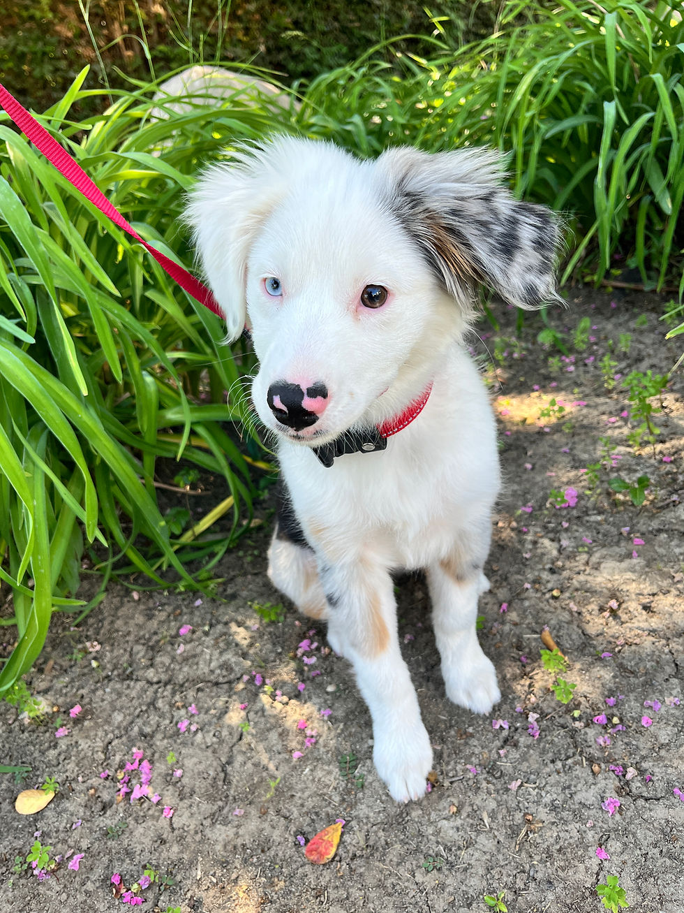 Akira | Mini Aussie | Encino, CA | In Training