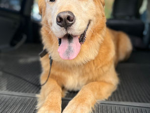 Tristan | Golden Retriever | Newport Beach, CA | In Training