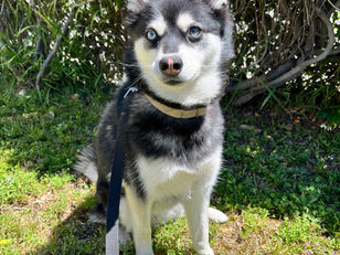 Saber | Alaskan Klee Kai | Los Angeles, CA | In Training