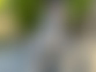 Bodhi | Cattle Dog X | Marina Del Rey, CA | In Training