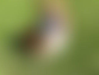 Simon | Corgi | El Segundo, CA | In Training