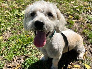 Ruby | Poodle X | Altadena, CA | In Training