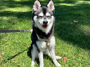 Beary | Alaskan Klee Kai | Los Angeles, CA | In Training
