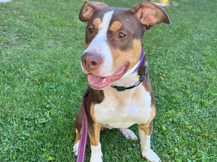 Prince | American Bulldog | Studio City, CA | In Training