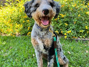 Rusty | Bernedoodle | Marina Del Rey, CA | In Training