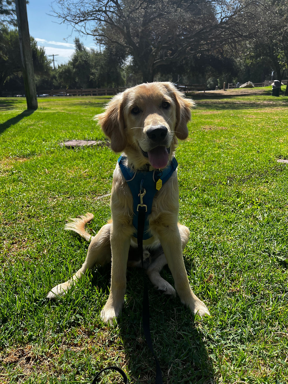 Milo | Golden Retriever | Los Angeles, CA | In Training