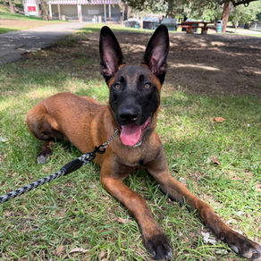 Champ | Belgian Malinois | Los Angeles, CA | In Training