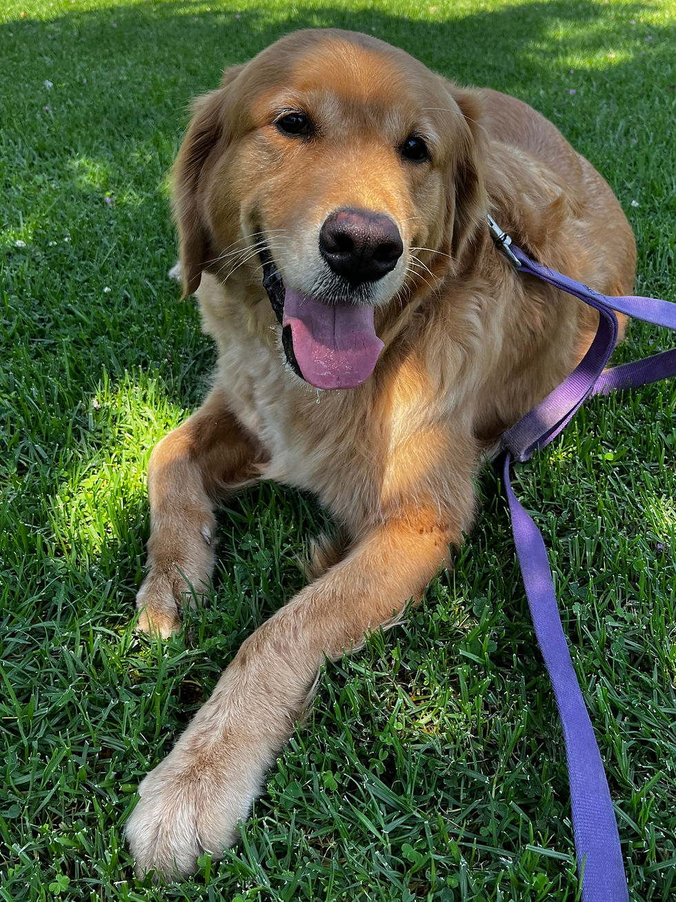 Bruno | Golden Retriever | Los Angeles, CA | In Training