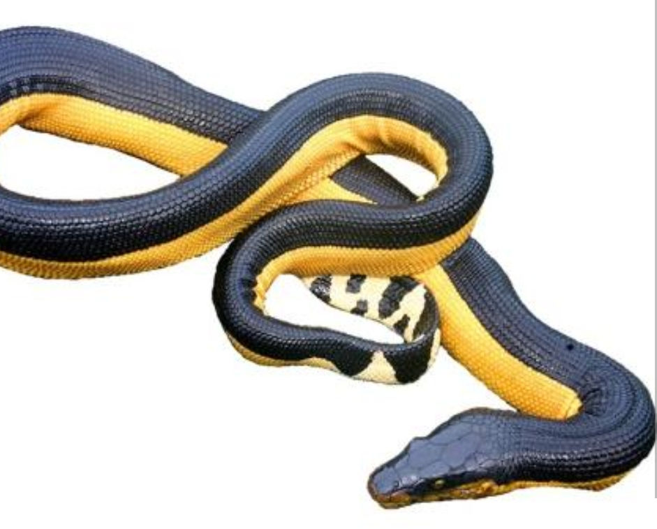 What are the Poisonous Snakes in Panama?