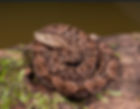 ree