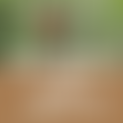 The Taste of Nature 世界で一番おいしいチョコレートの作り方