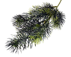 Pine-Branch-Download-PNG-Image.png