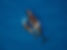 right whale and calf.jpeg