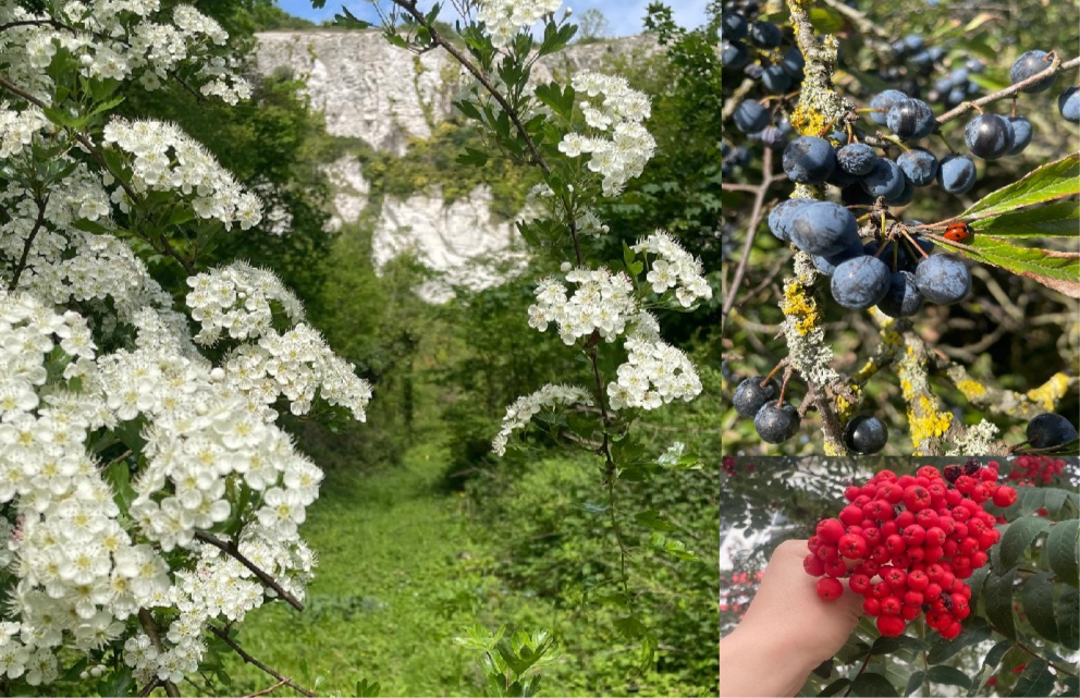 Make your own Hedgerow Wine Workshop with Super Brewer Iside