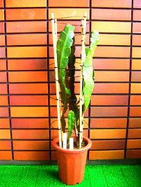 0121 (2)small_edited_edited_edited.jpg