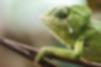 Green Chameleon_edited