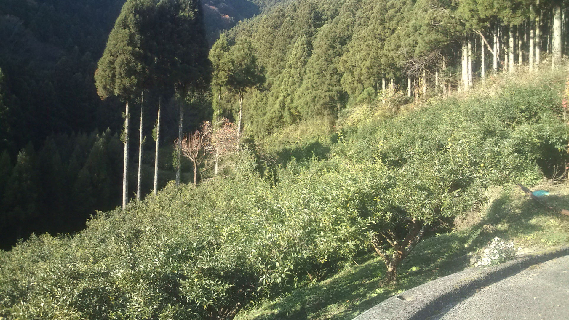 柚奈　オーナーサービス１年