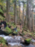 forest.jpeg