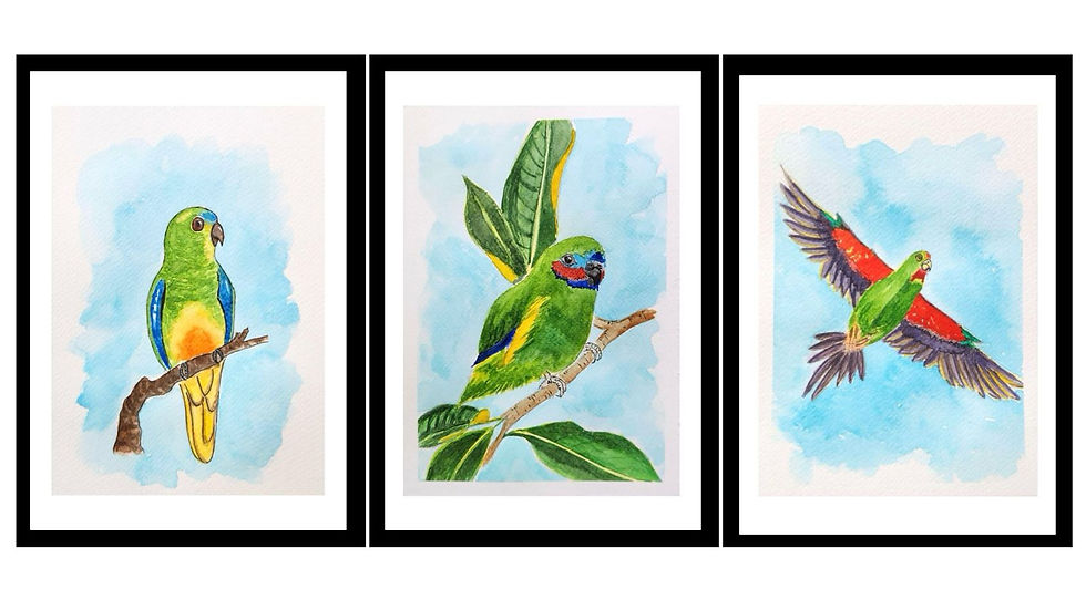 (L to R) Watercolour paintings of Endangered Parrots: Orange Bellied Parrot, Cox's Fig Parrot, Swift Parrot