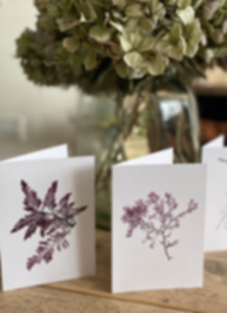 Greetings Cards (5 pack)