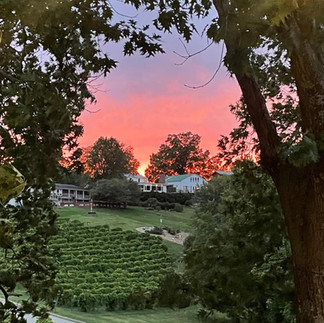Sunset over a vineyard