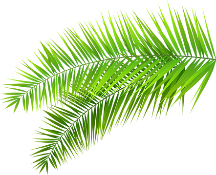 leafs and palms (3).png