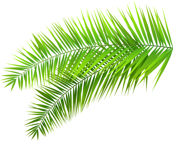 leafs and palms (3).png