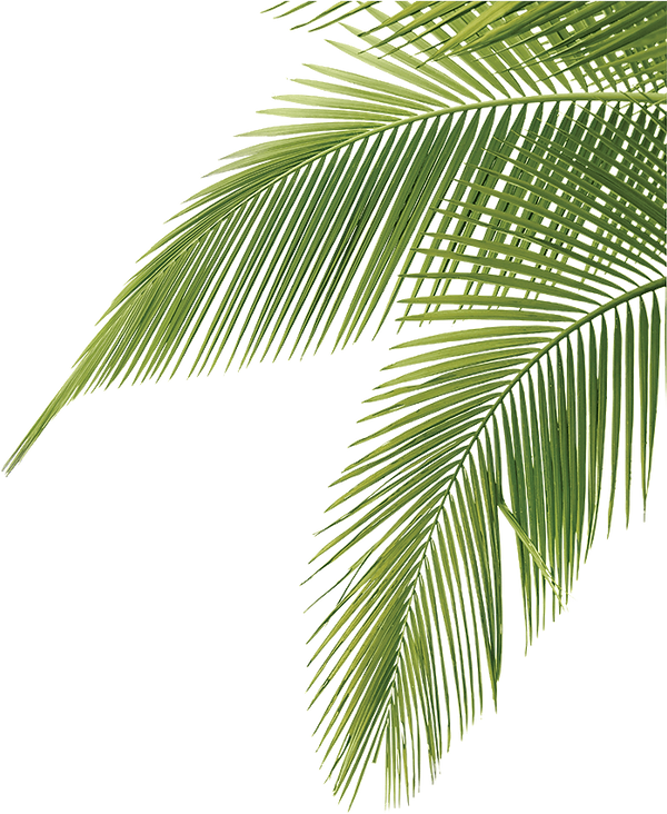 leafs and palms (4).png