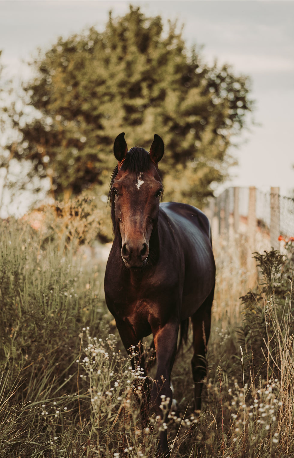 portrait-horse-standing-field.jpg